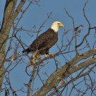 Pondering Eagle